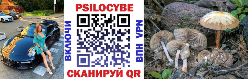 Купить закладки  Кудрово  Галлюциногенные грибы Psilocybe 